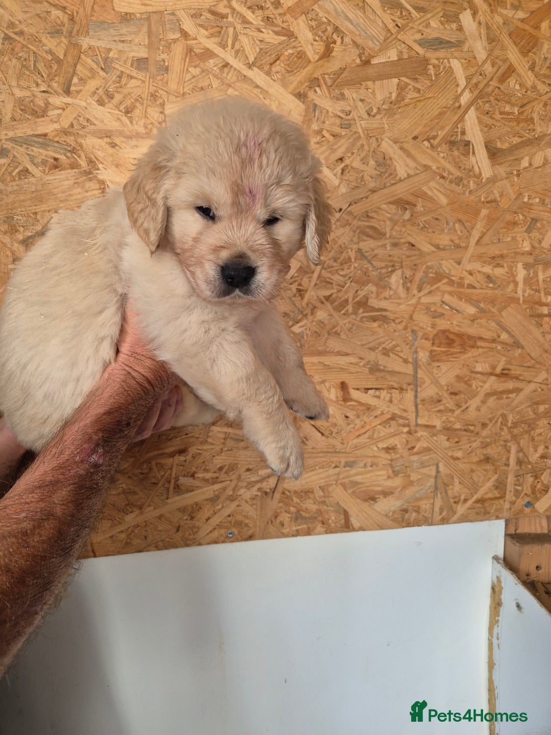 Golden Retriever dogs for sale: Beautiful golden retriever puppies. - Image 1