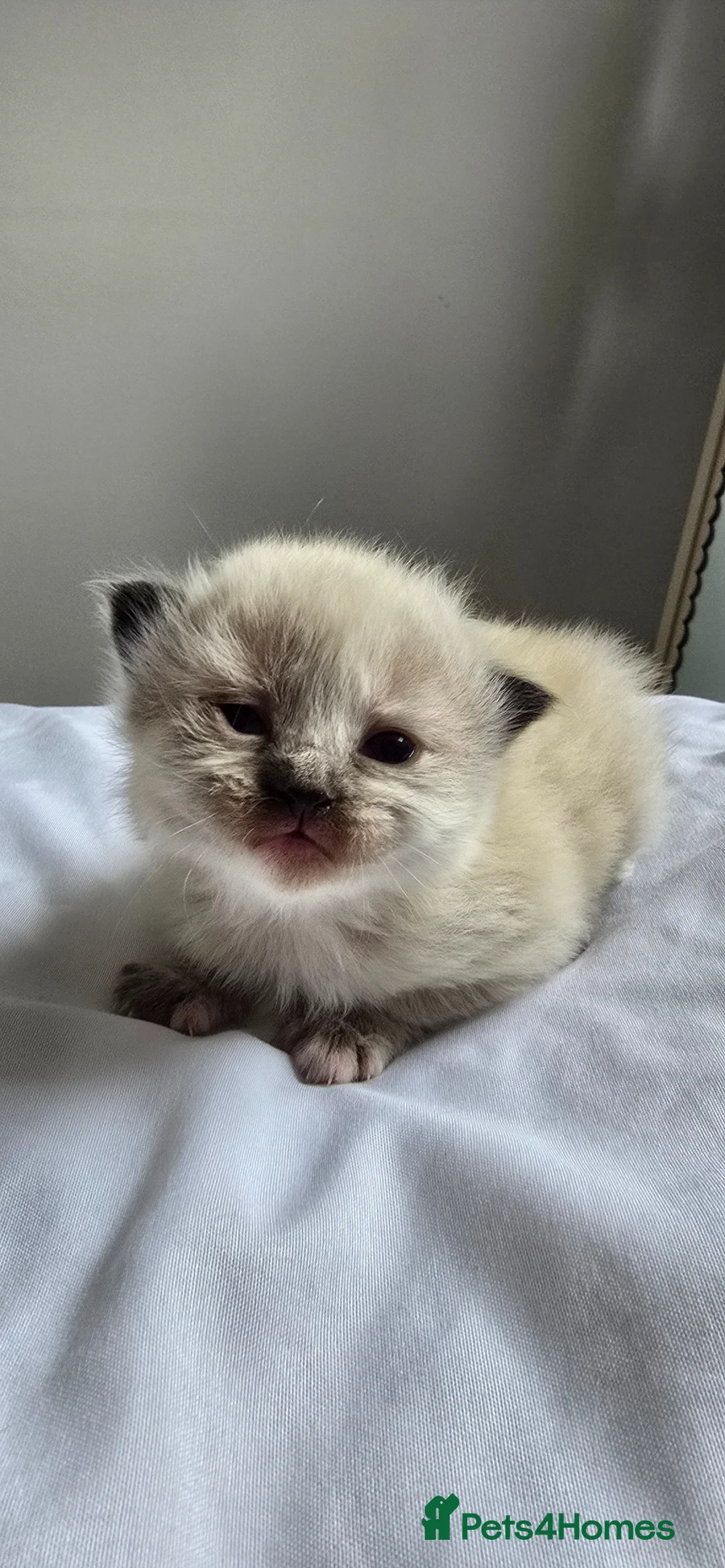 Ragdoll cats for sale: Ragdoll x BSH - Advert 14