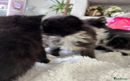 Ragdoll cats for sale: Half ragdoll kittens  - Image 4