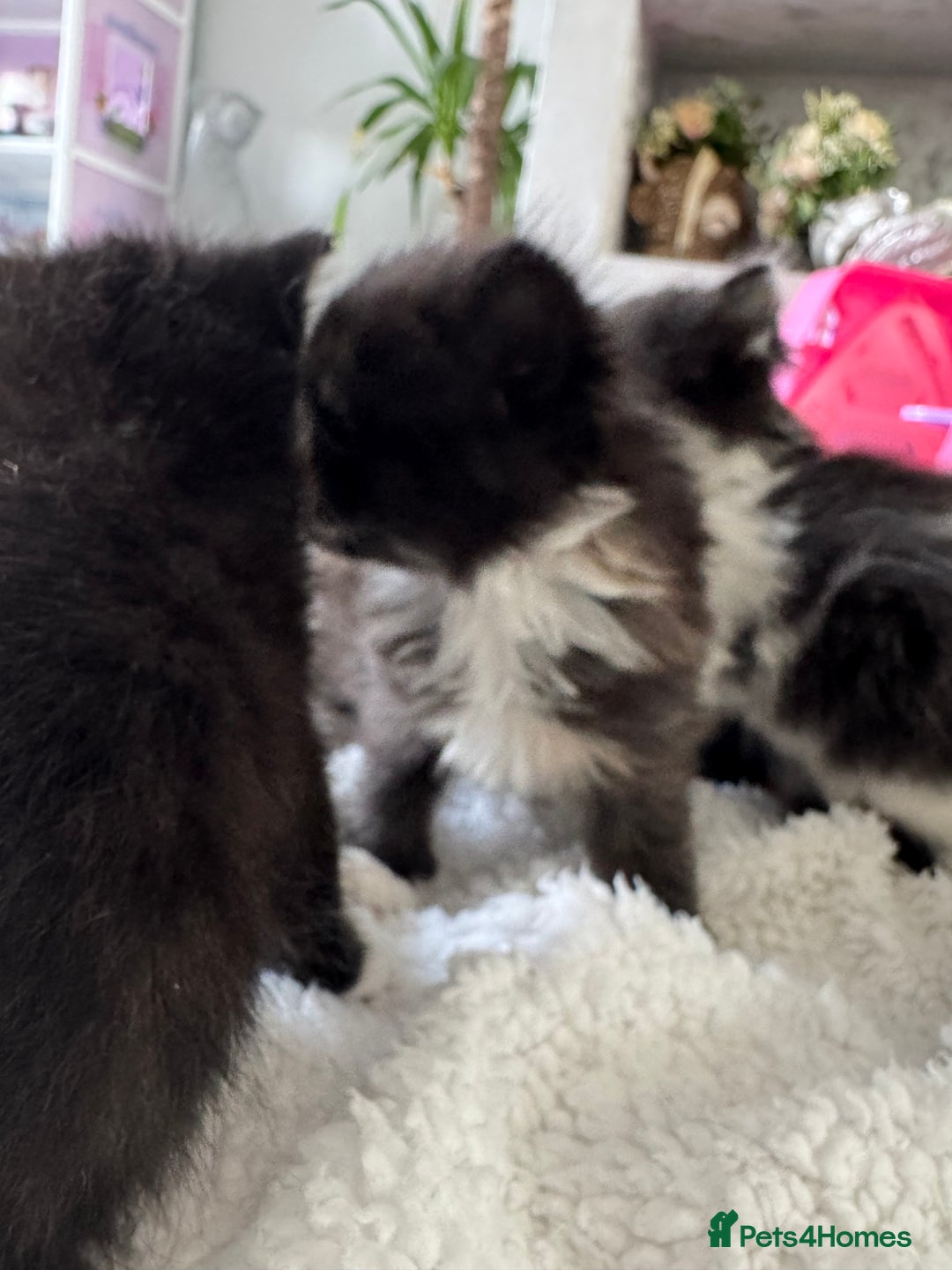 Ragdoll cats for sale: Half ragdoll kittens  - Image 4