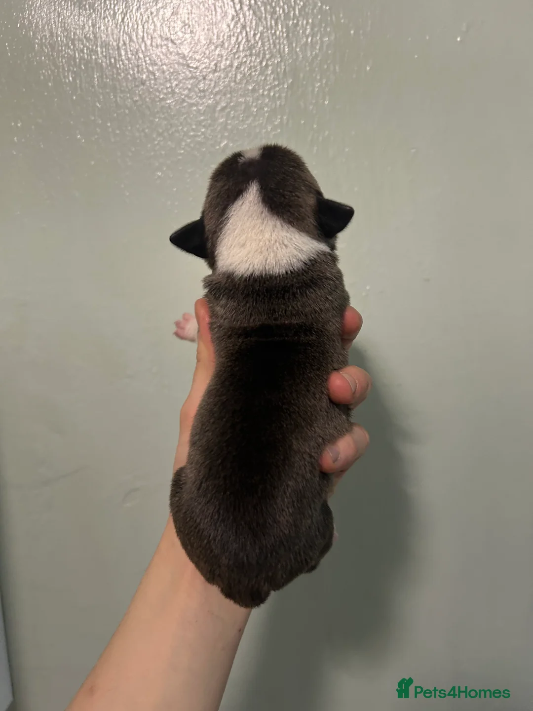 Staffordshire Bull Terrier dogs for sale: Staffordshire bull terrier puppies  - Advert 21