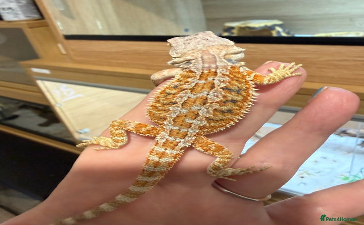 Bearded Dragon reptiles - Advert 1