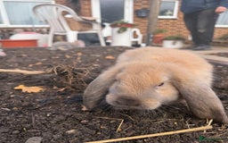 French Lop rabbits for sale: Litter of Giant French Lop Bunnies 🩵🩷 - Advert 4