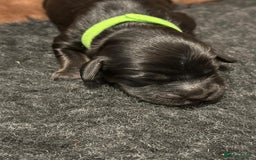 Cockapoo dogs for sale: •F1B Cockapoo Pups - Black & Tan - Ready 19th Dec• - Image 21