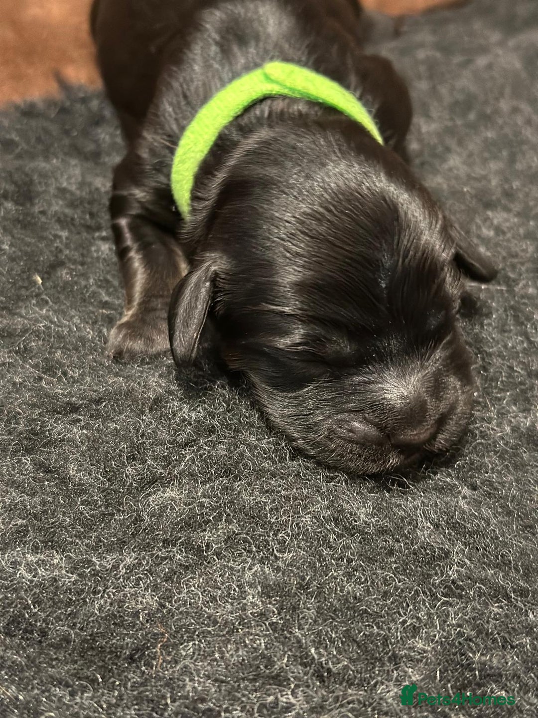 Cockapoo dogs for sale: •F1B Cockapoo Pups - Black & Tan - Ready 19th Dec• - Image 21