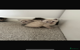 Bengal cats for sale: Snow bengal and charcoal bengal X - Image 6