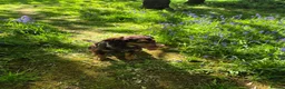 Cocker Spaniel dogs for sale: Beautiful Male Cockerspaniel  - Advert 2