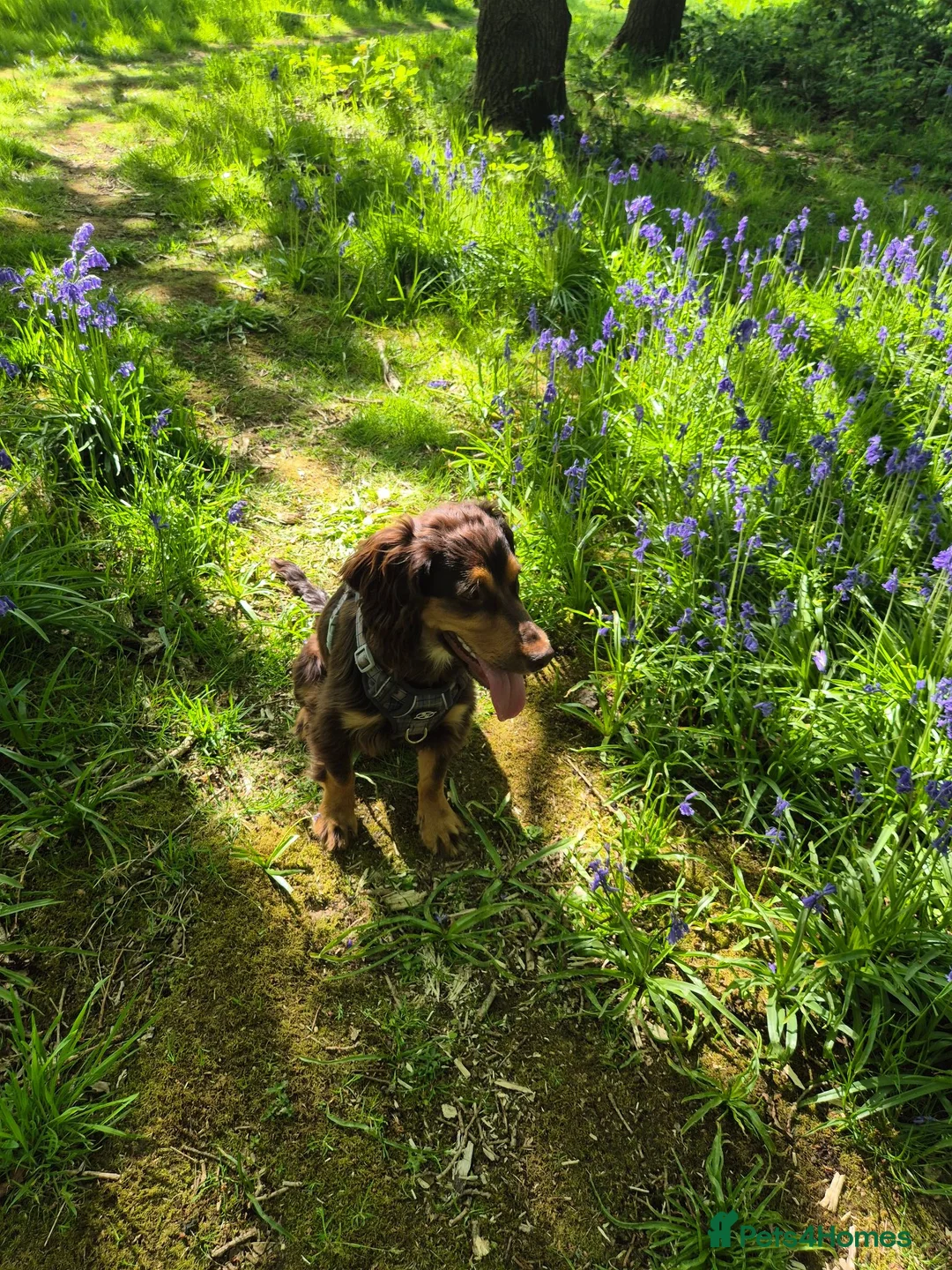 Cocker Spaniel dogs for sale: Beautiful Male Cockerspaniel  - Advert 2