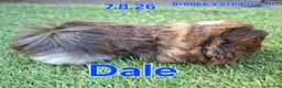 Guinea Pig rodents for sale: Fluffy boy guinea pigs teddy, alpaca, peruvian - Advert 3