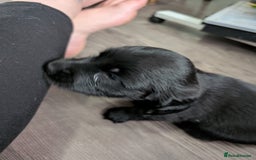 Dachshund dogs for sale: Dachshund x puppies male 2x long haired  - Image 3