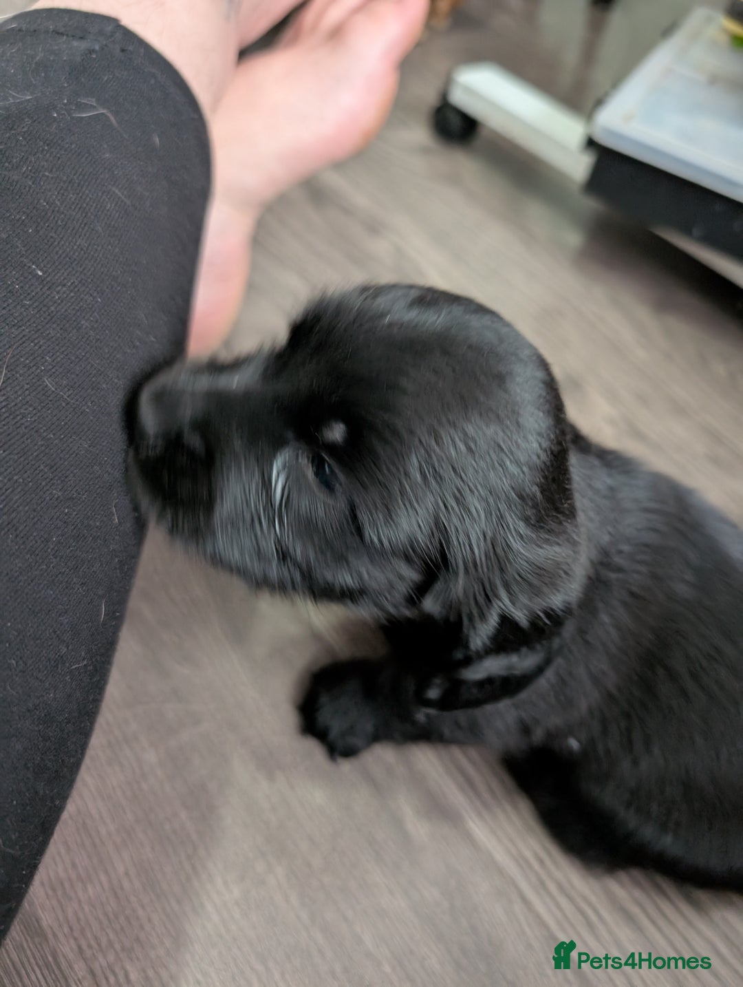 Dachshund dogs for sale: Dachshund x puppies male 2x long haired  - Image 3