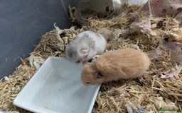 Hamster rodents for sale: Mixed Syrian hamsters - Image 3