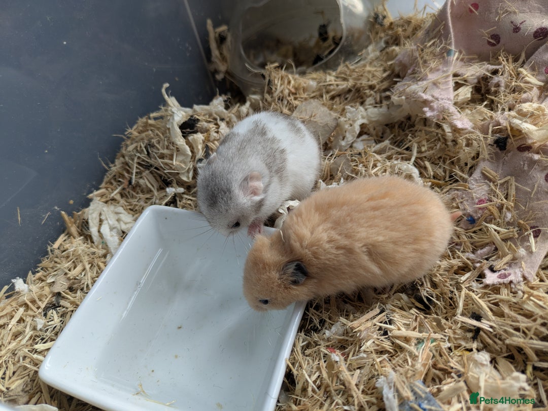 Hamster rodents for sale: Mixed Syrian hamsters - Image 3