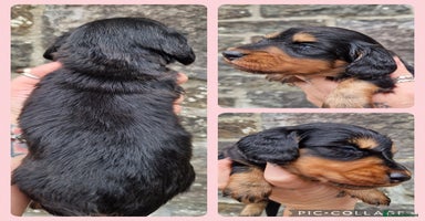 Miniature Dachshund dogs - Advert 3