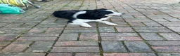 Border Collie dogs for sale: Outstanding Border Collie puppy’s  - Advert 9