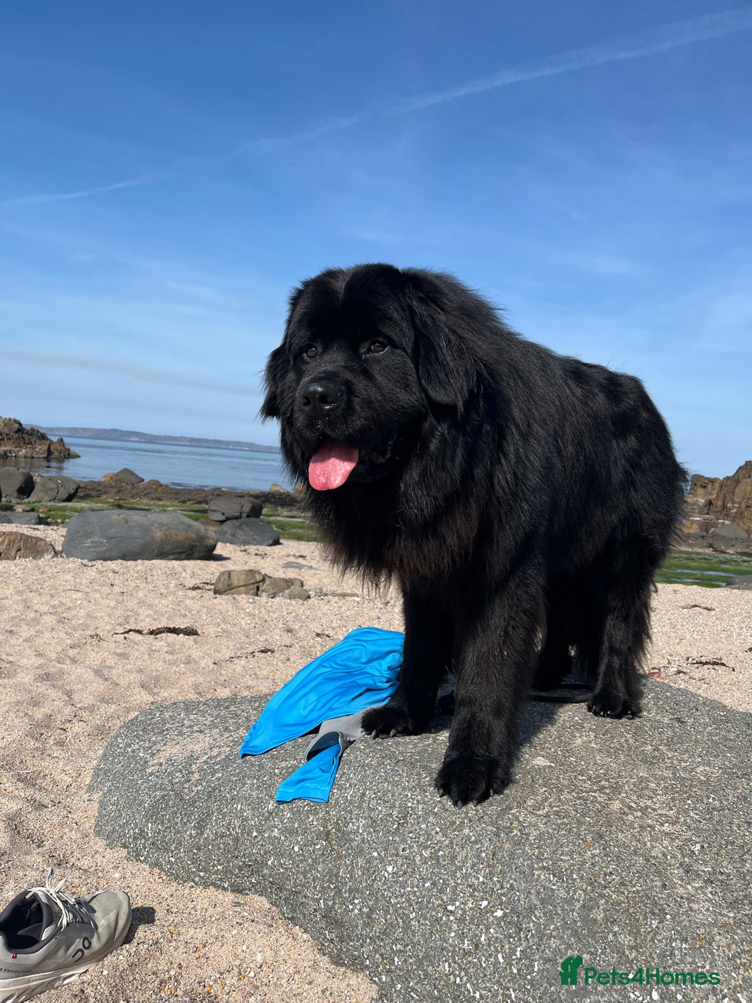 Newfoundland dogs for stud: Exceptional Male Newfoundland - Cody - FOR STUD - Image 3