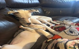 Whippet dogs for sale: Dottie - Cute Whippet Mix - Advert 5