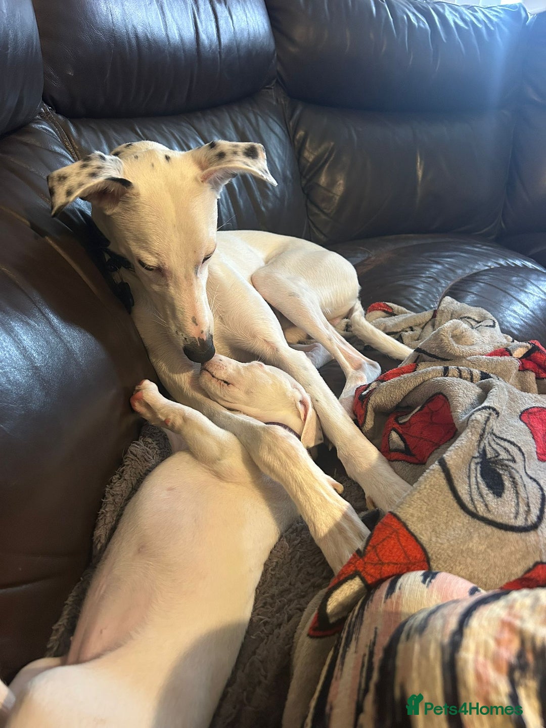 Whippet dogs for sale: Dottie - Cute Whippet Mix - Advert 5