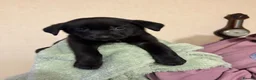 Borador dogs for sale: Gorgeous Lab x pups in Lanark - Advert 6