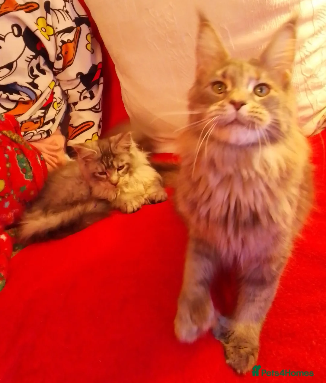Maine Coon cats for sale: POLYDACTYL large TICA boy - collect S.WALES/SURREY - Advert 23