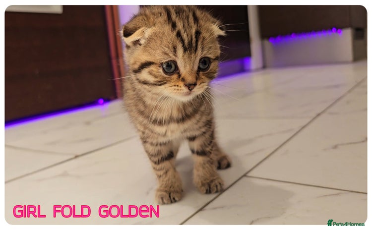 Scottish Fold cats Scottish Fold Kittens (Delivery available) - Advert 11