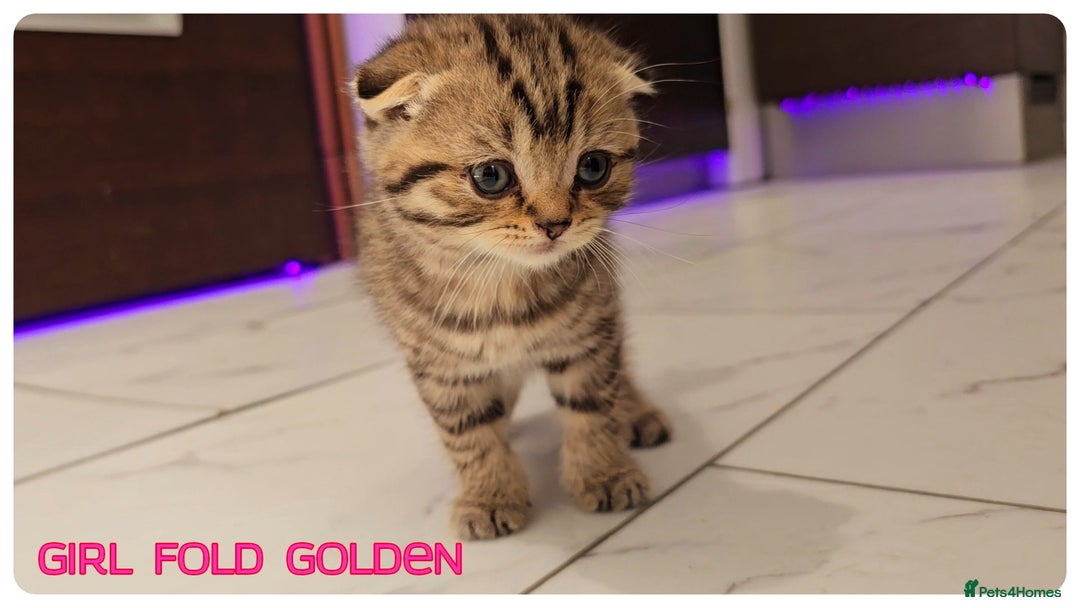Scottish Fold cats for sale: Scottish Fold Kittens (Delivery available) - Image 12