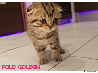 Scottish Fold cats Scottish Fold Kittens - Advert 13