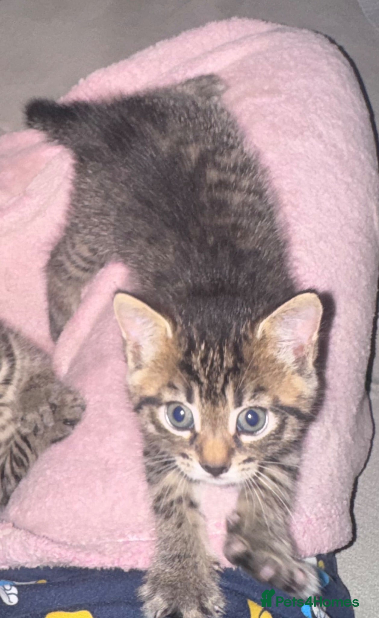 Mixed Breed cats FREE Female Kitten  - Advert 4