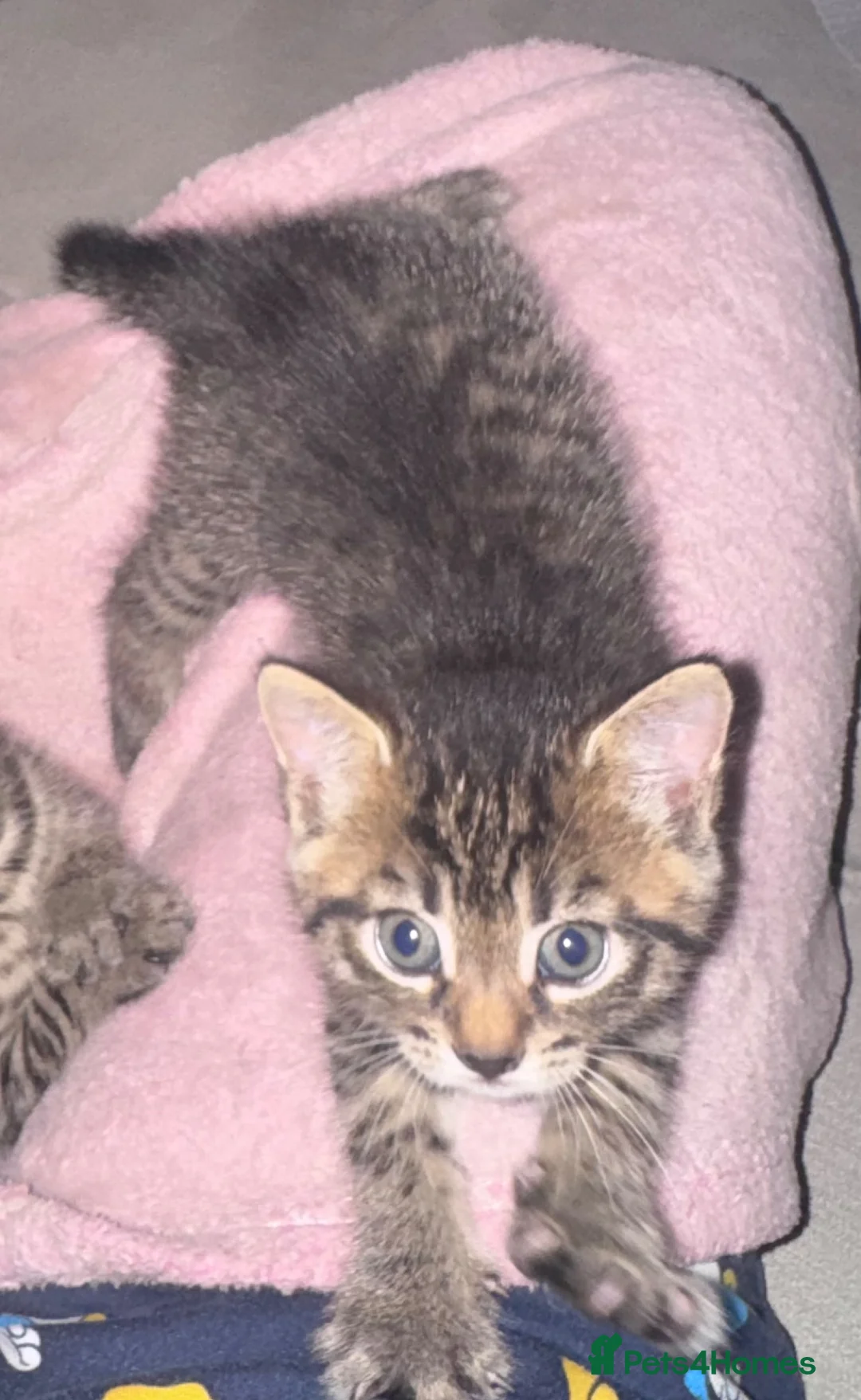 Mixed Breed cats for sale: FREE Female Kitten  in Westbury - Advert 1
