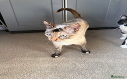 Siamese cats for sale: Bonded pair for rehoming  - Image 4
