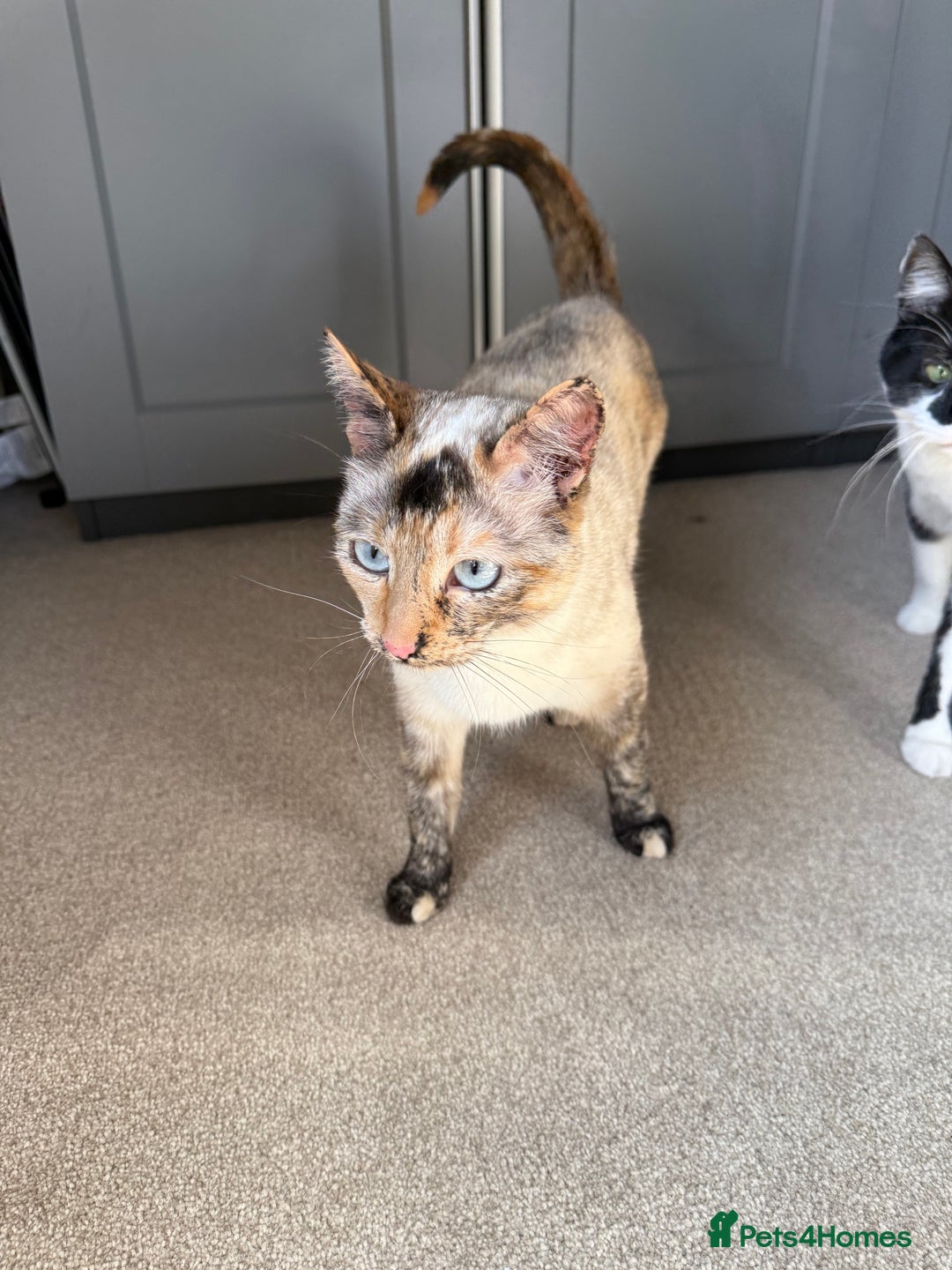 Siamese cats for sale: Bonded pair for rehoming  - Image 4