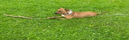 Staffordshire Bull Terrier dogs for sale: Red, red and white pied pups available 🐾 - Advert 5