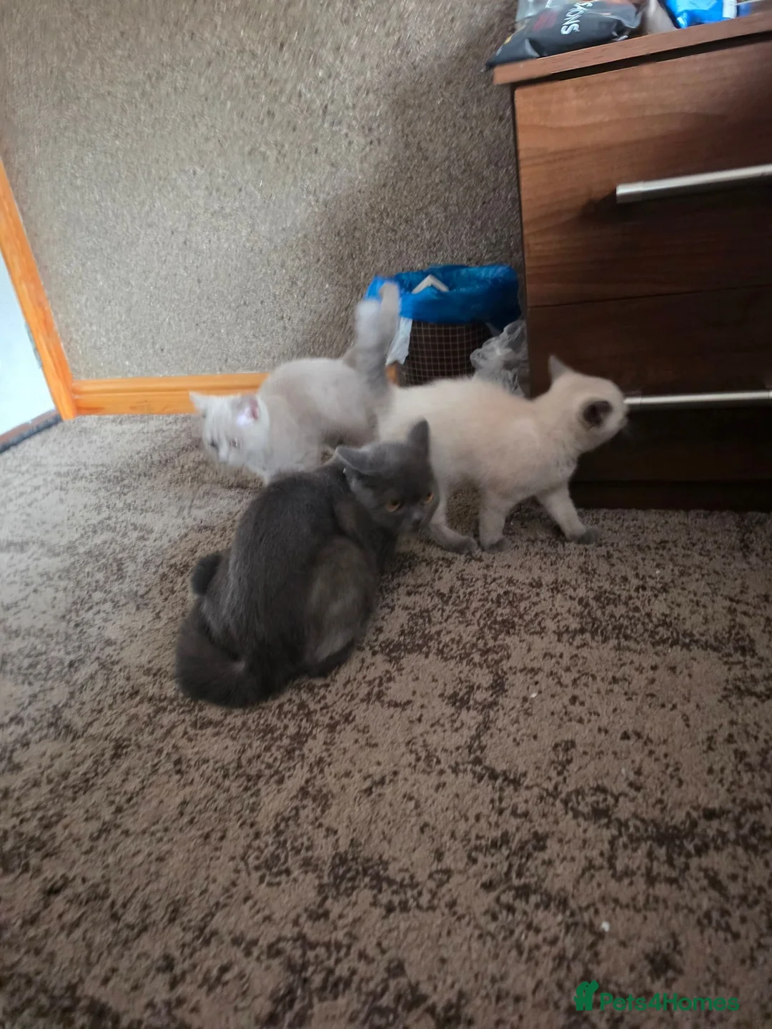 British Shorthair cats for sale: British Shorthair Kitten in Blackburn - Advert 1