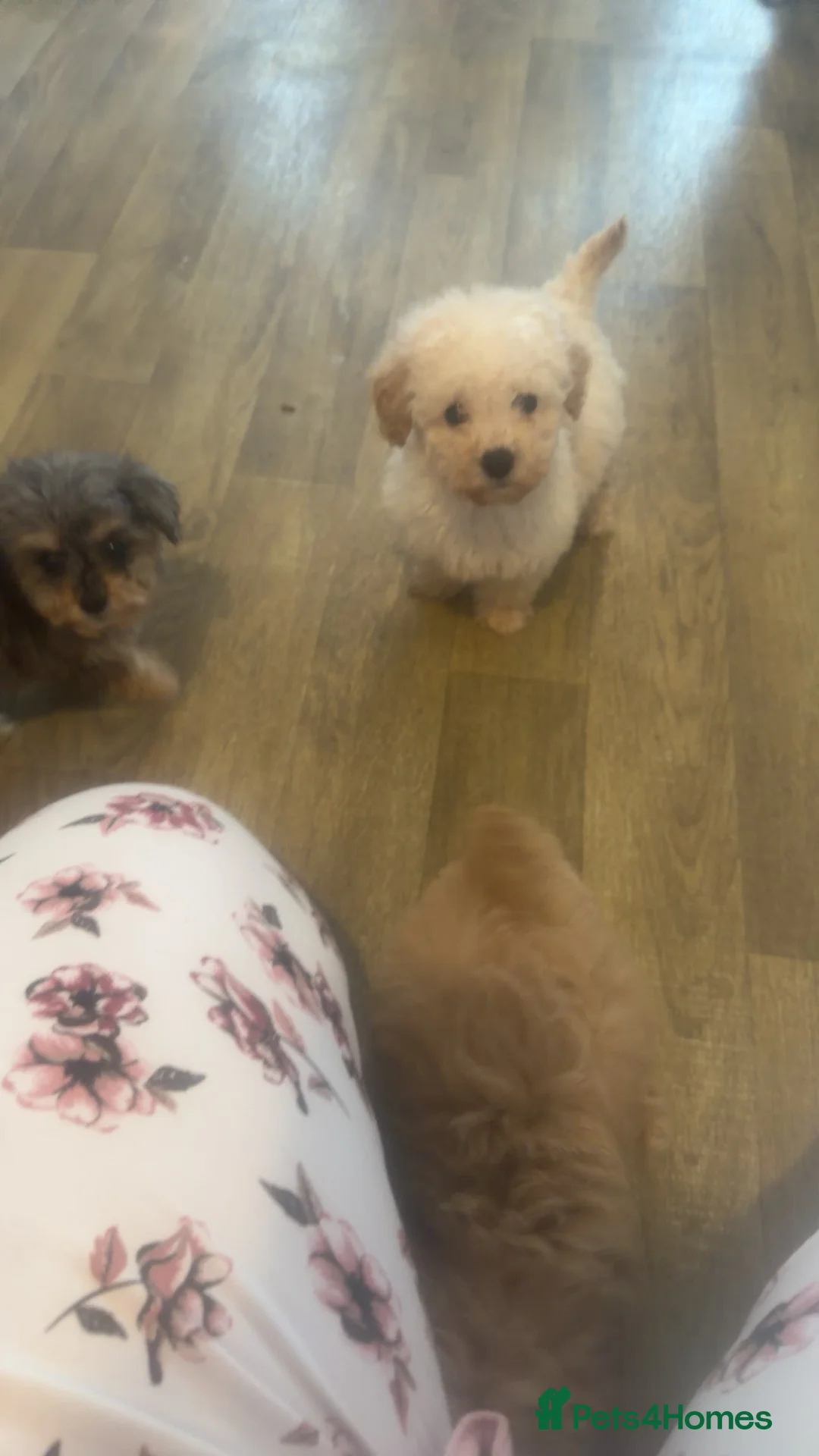 Maltipoo dogs for sale: 4 beautiful Maltipoo  - Advert 8