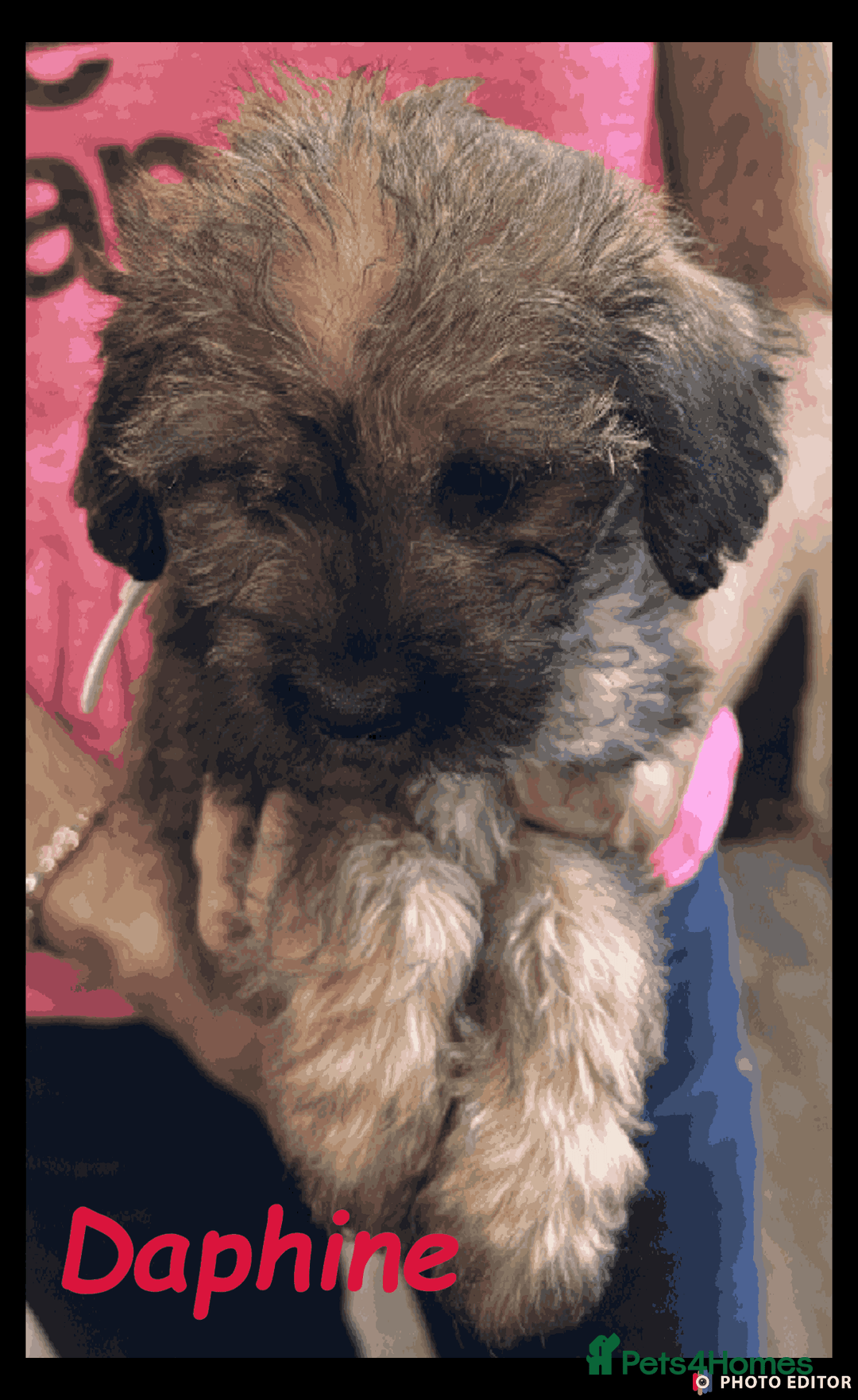 Mixed Breed dogs for sale: Beautiful Borderpoo Puppies – Ready 24th August - Image 4