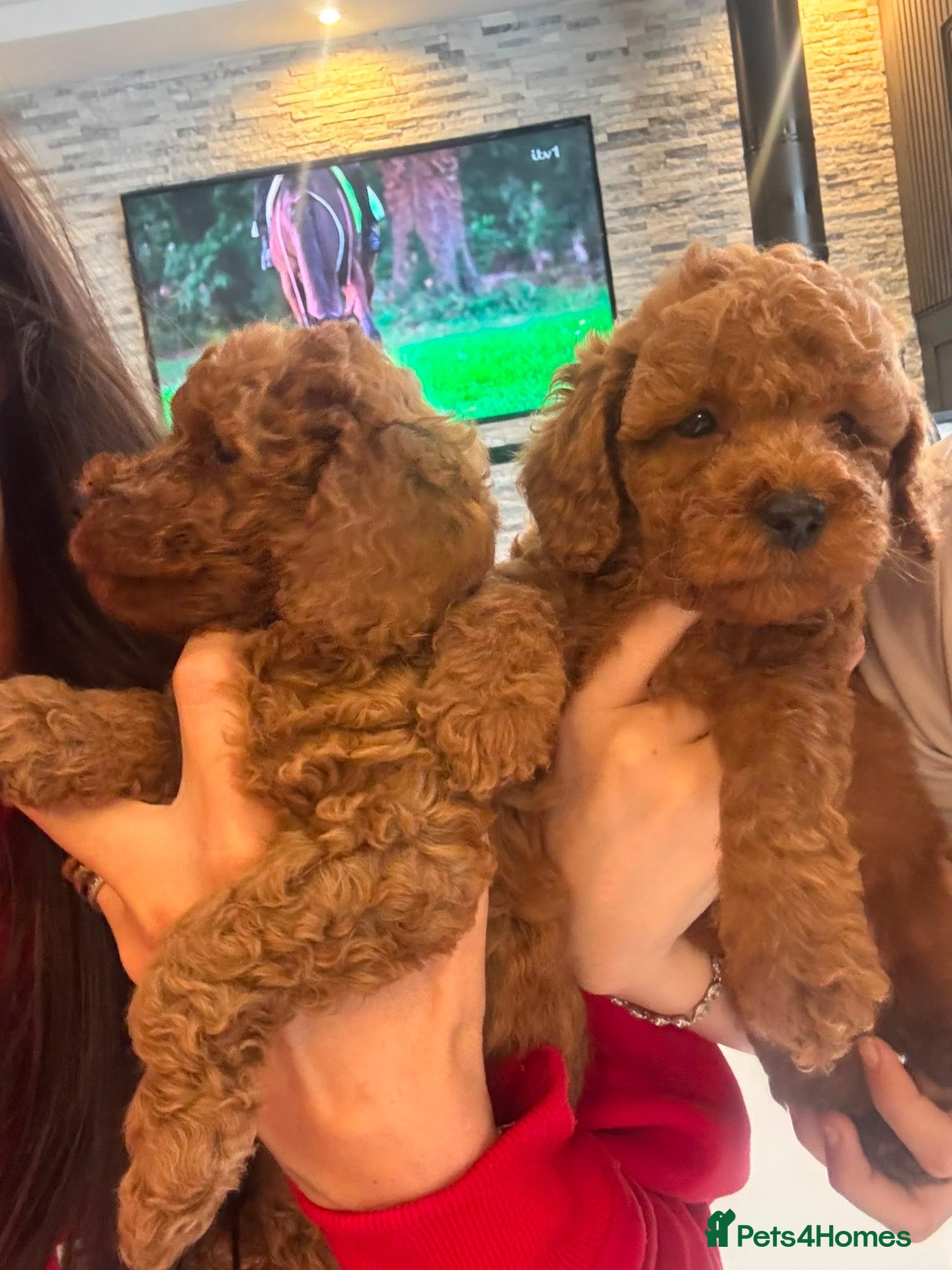 Cockapoo dogs for sale: STUNNING RED COCKAPOO PUPPIES - Advert 2