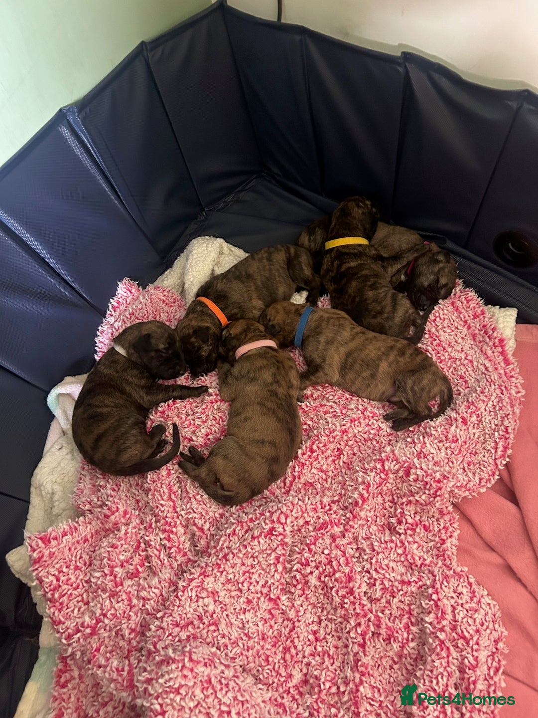 Lurcher dogs for sale: Quality Lurcher pups Deerhound/Grey Wheaten/Grey - Image 2