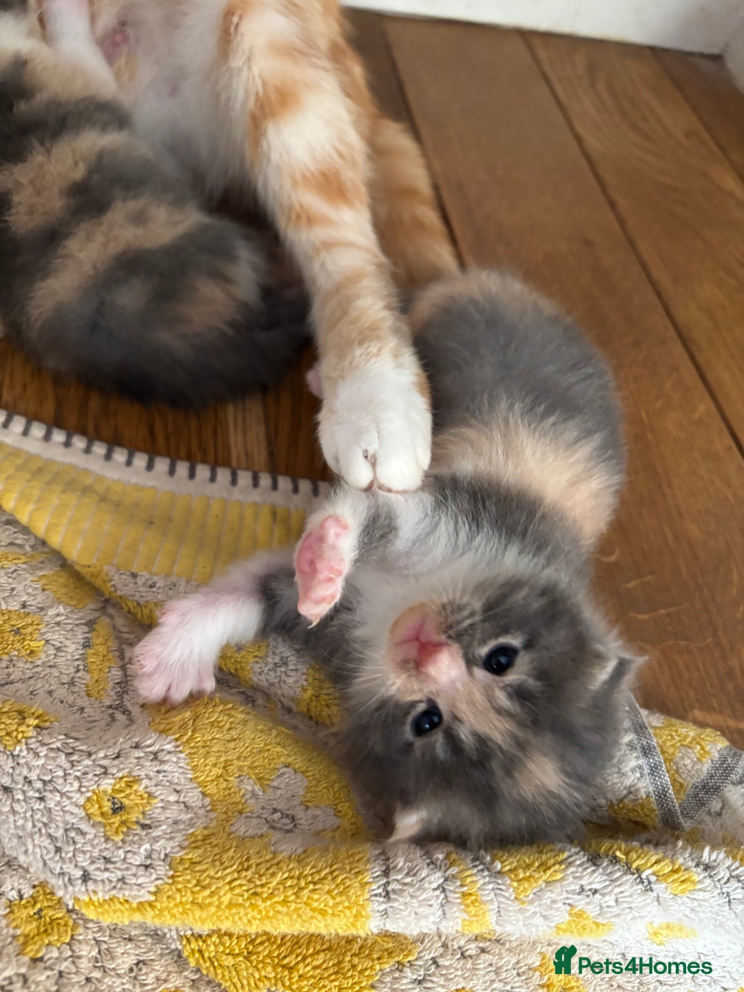 Maine Coon cats for sale: Beautiful Maine Coon X kittens - Image 18