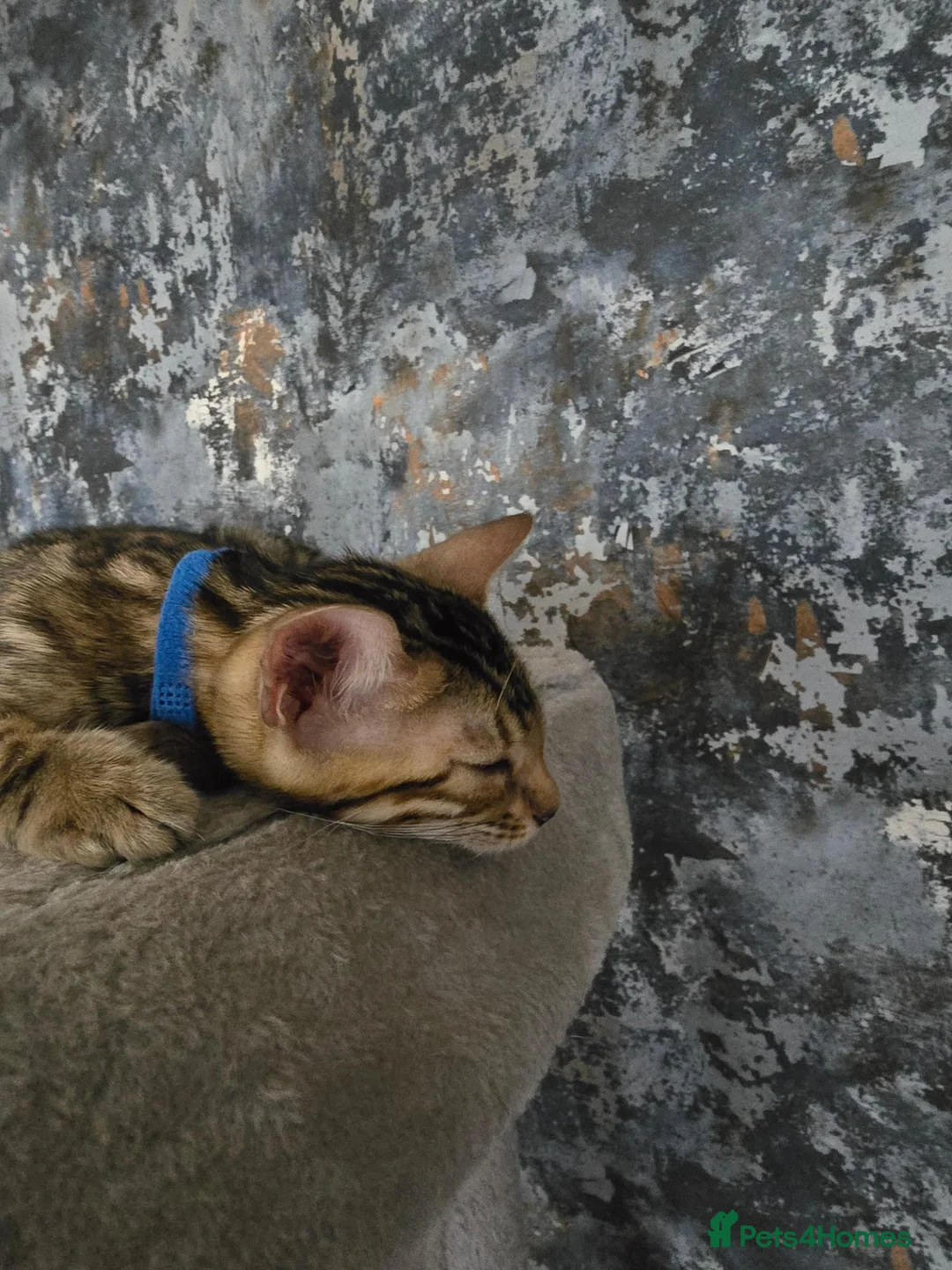 Bengal cats for sale: Prince and princesses seeking human slaves - Advert 39