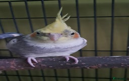 Cockatiels birds for sale: Cockatail looking for new home - Image 2