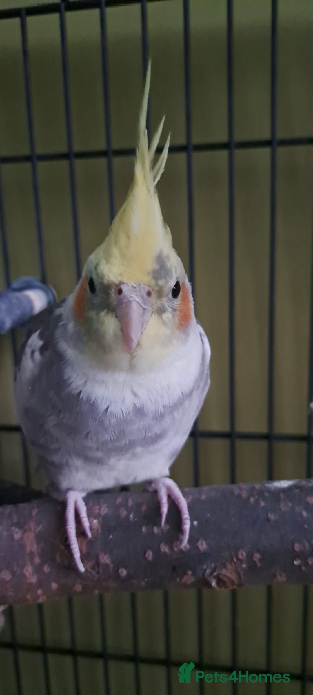 Cockatiels birds for sale: Cockatail looking for new home - Image 2