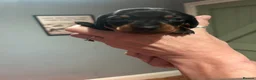 Dachshund dogs for sale: 🐾 8 Gorgeous Dachshund Puppies 🐾 in Westbury - Advert 13
