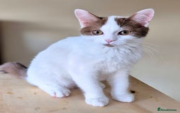 British Shorthair cats for sale: British Shorthair kittens  - Image 15
