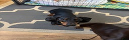 Dachshund dogs for sale: Male dautchund puppy  - Advert 4