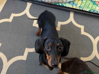 Dachshund dogs Male dautchund puppy - Advert 18