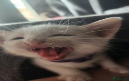 Turkish Angora cats for sale: Turkish angora cross Bengal  - Image 27