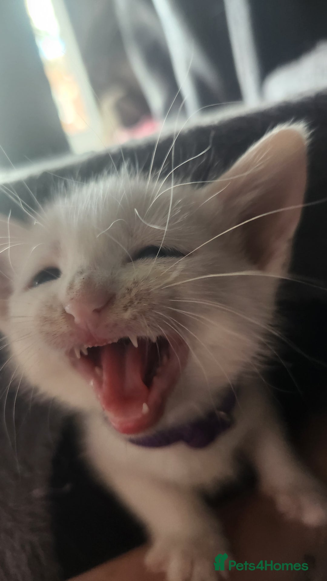Turkish Angora cats for sale: Turkish angora cross Bengal  - Image 27