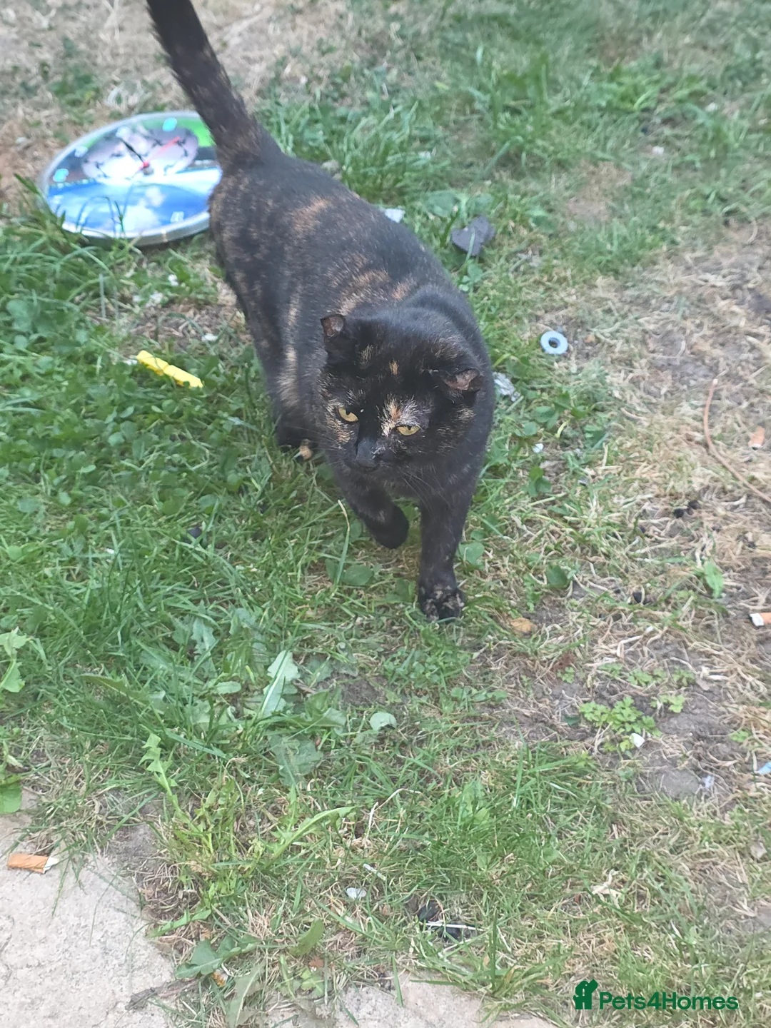 Mixed Breed cats for sale: we are looking for a home,  - Advert 1
