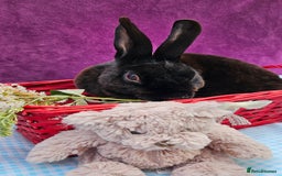 Mini Lop rabbits for sale: Baby velveteen lops & adult mini rex  - Image 16