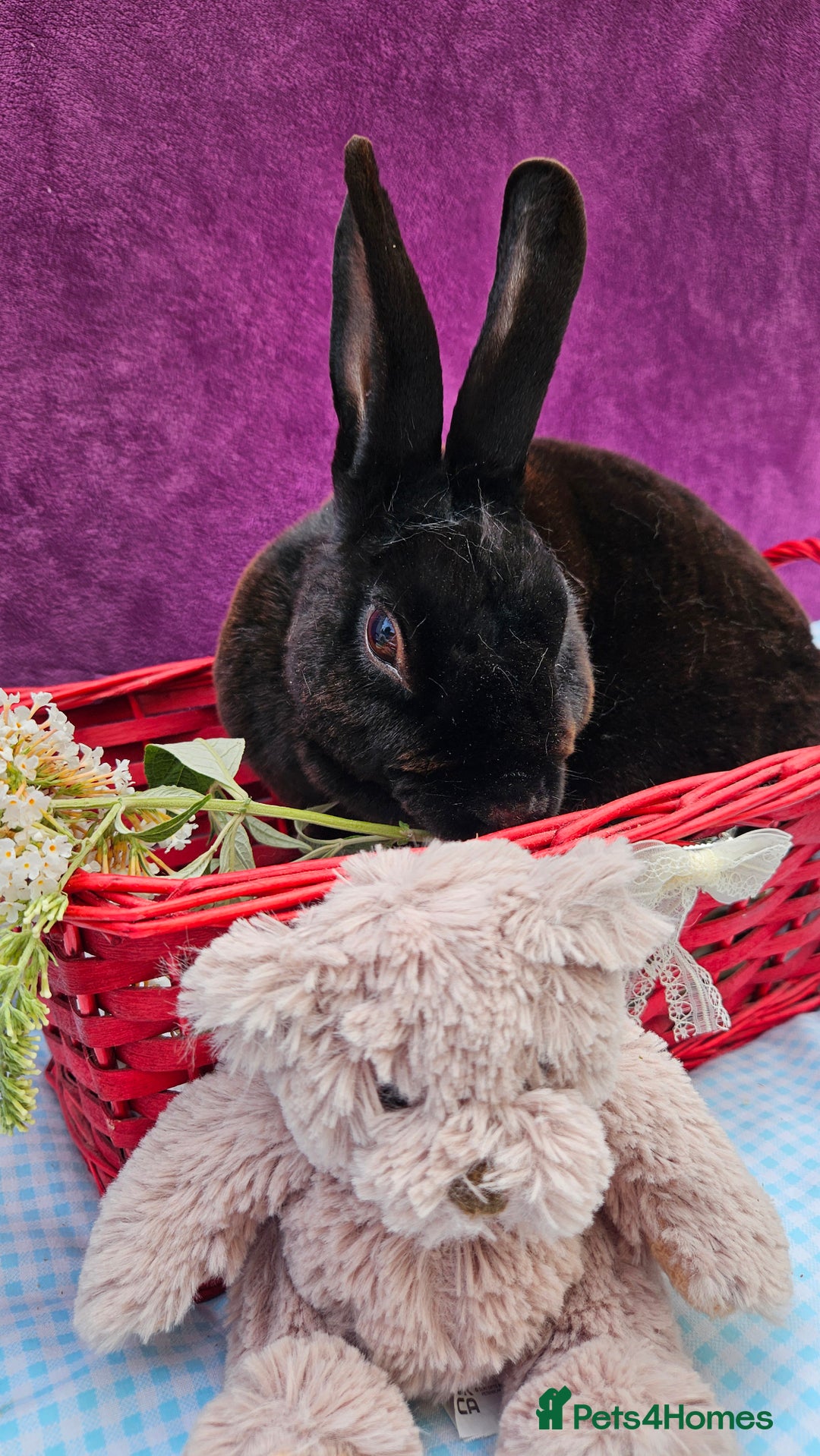 Mini Lop rabbits for sale: Baby velveteen lops & adult mini rex  - Image 16